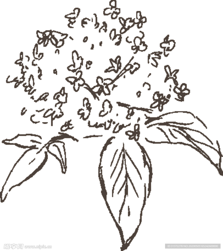 素描鲜花