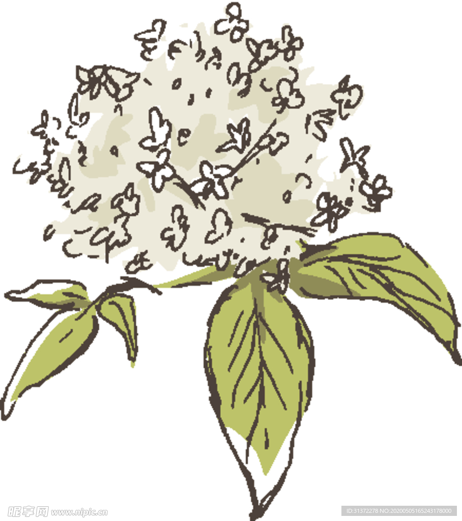 素描鲜花