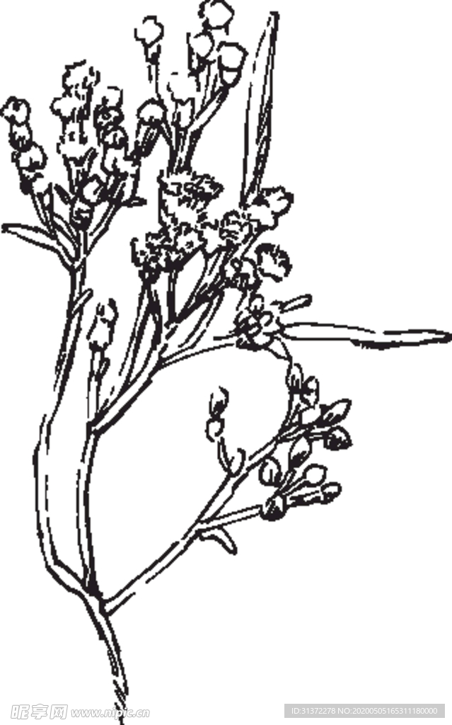 素描鲜花