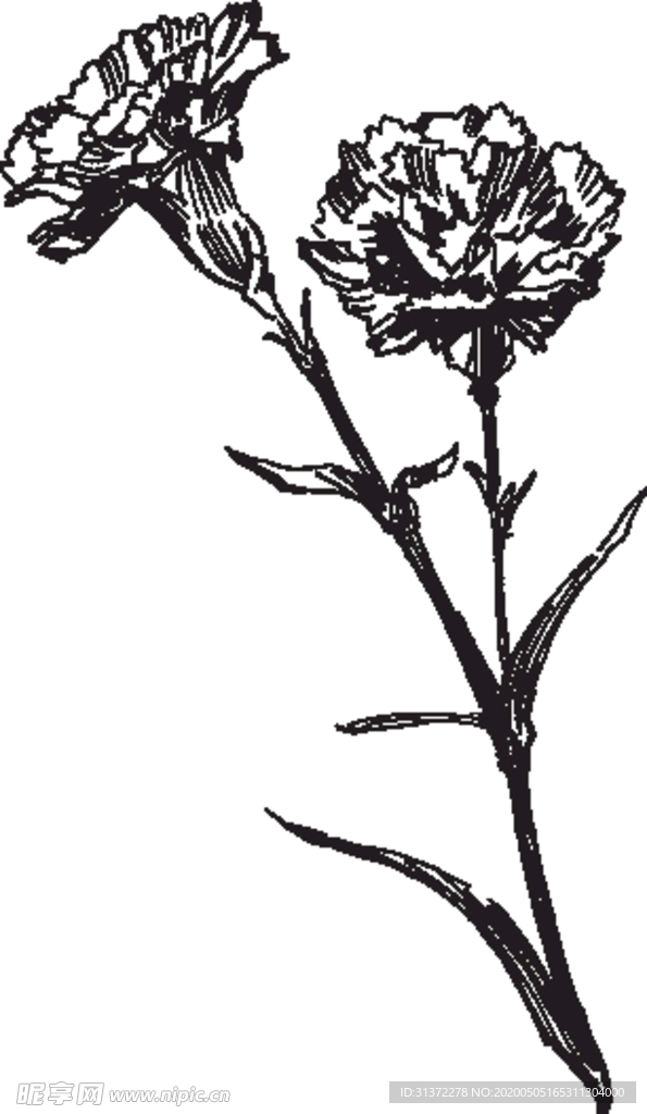 素描鲜花