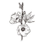 素描鲜花