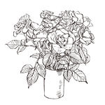 素描鲜花