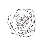素描鲜花