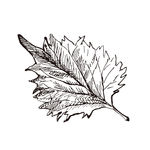 素描鲜花