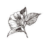 素描鲜花