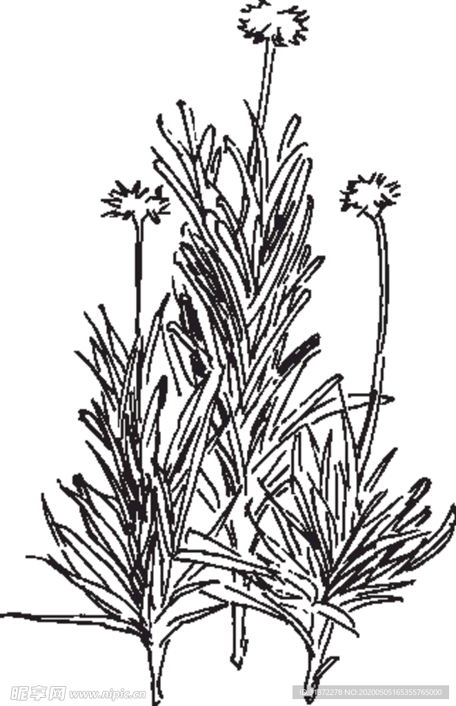 素描鲜花