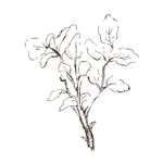 素描鲜花