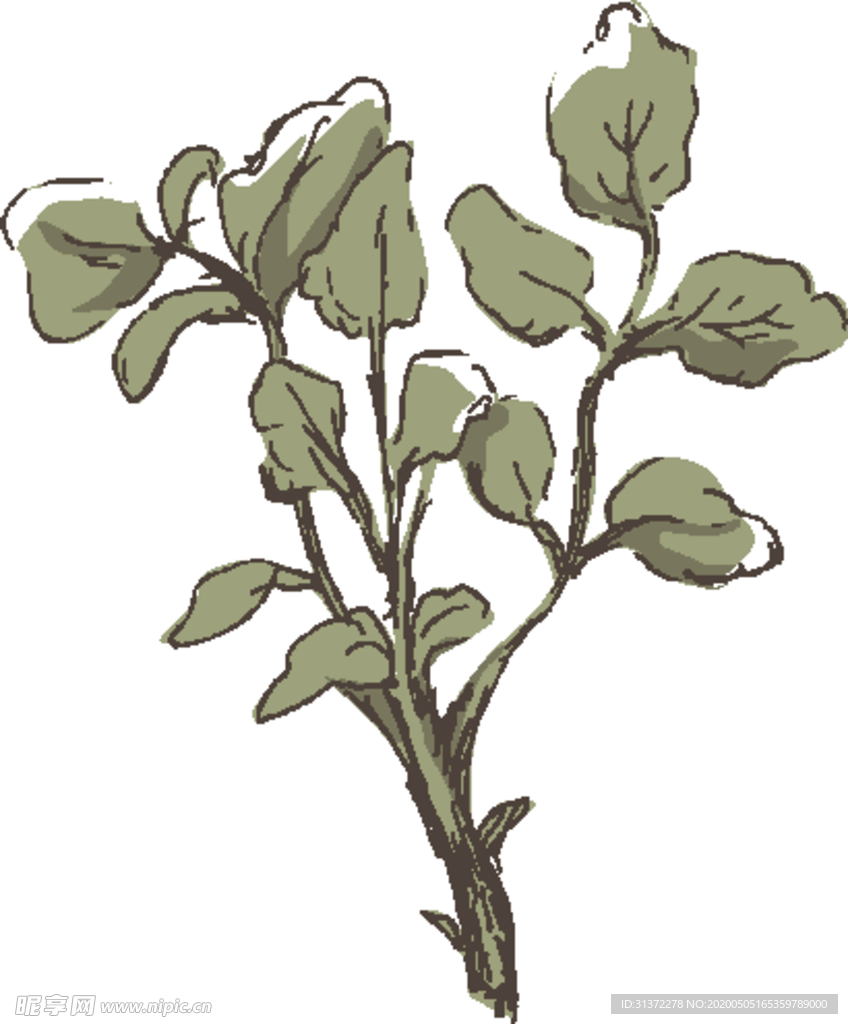 素描鲜花