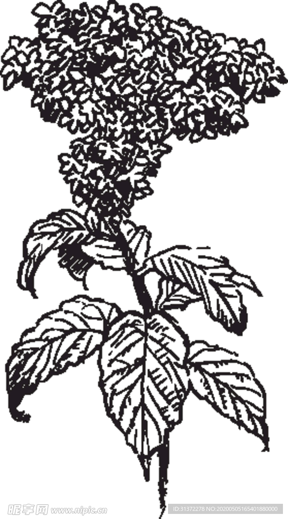 素描鲜花