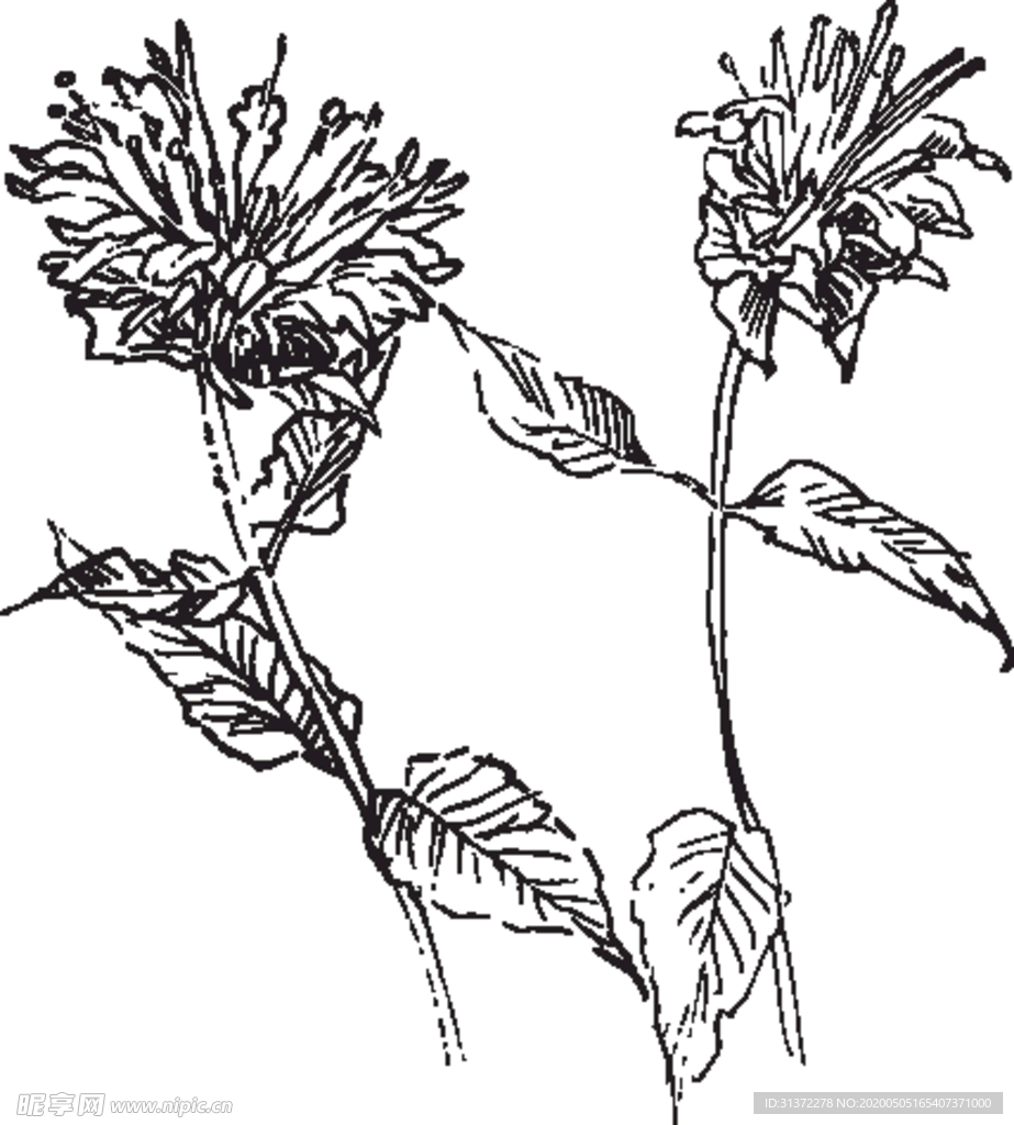 素描鲜花