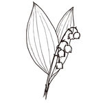 薰衣草