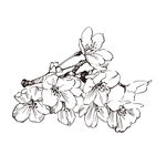 素描鲜花