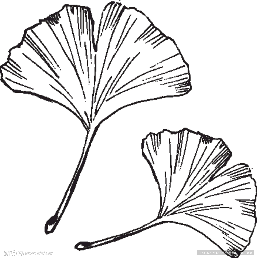 素描鲜花