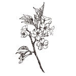 素描鲜花