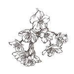 素描鲜花