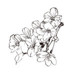 素描鲜花