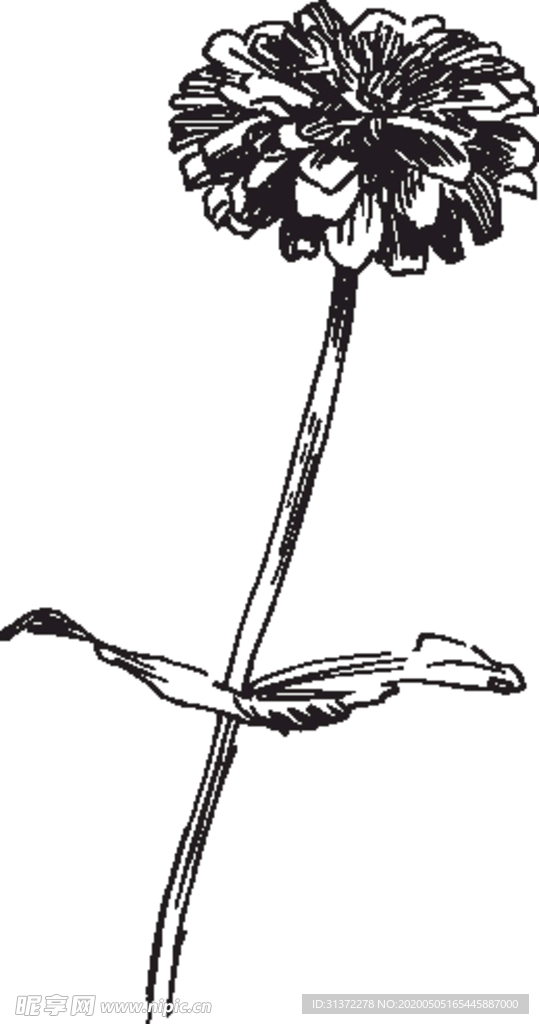 素描鲜花