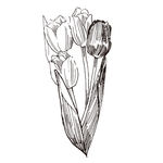 素描鲜花
