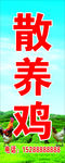 散养鸡 蓝天草地 鸡