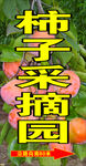 柿子采摘园