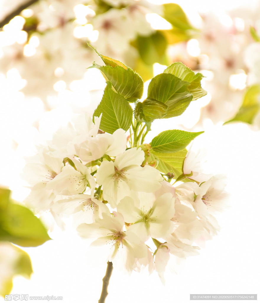 樱花
