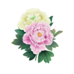 牡丹花