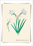 白水仙花 植物图鉴