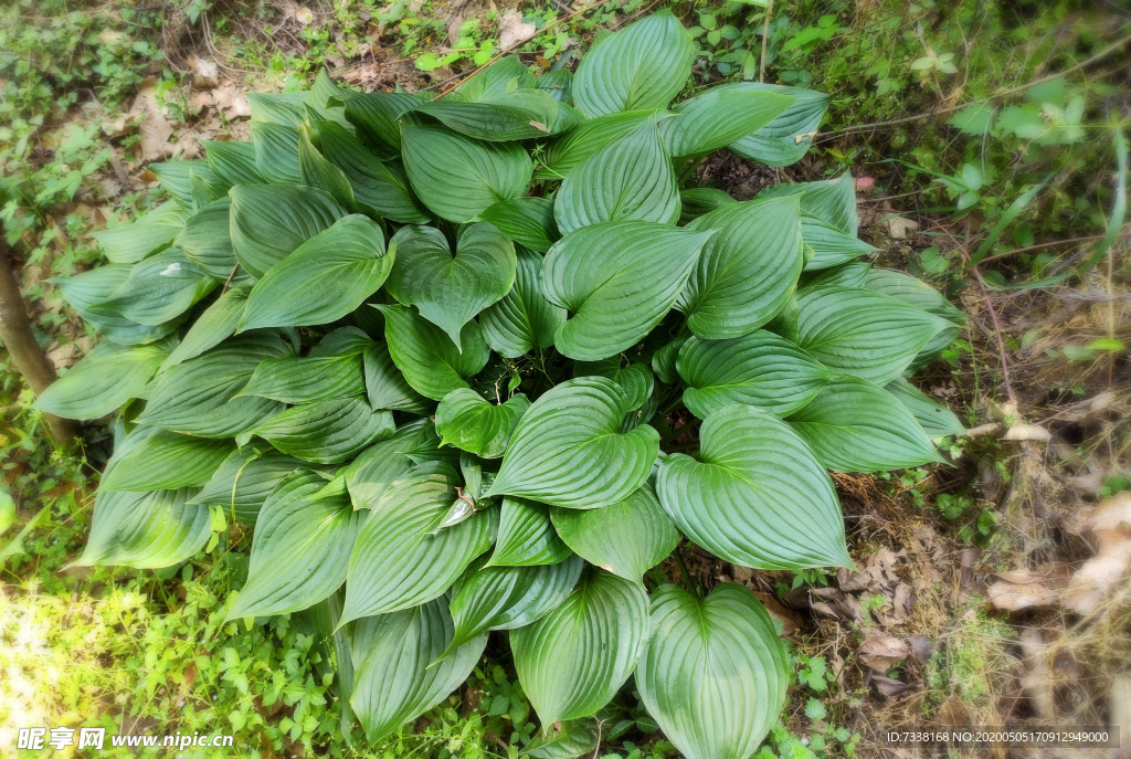 玉簪花