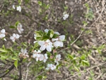 樱桃花