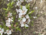 樱桃花
