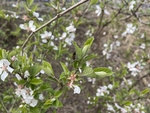 樱桃花
