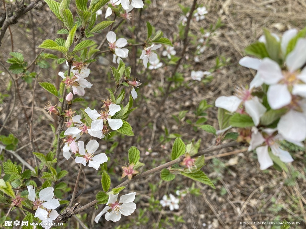 樱桃花