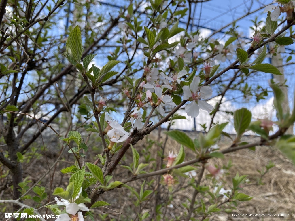樱桃花