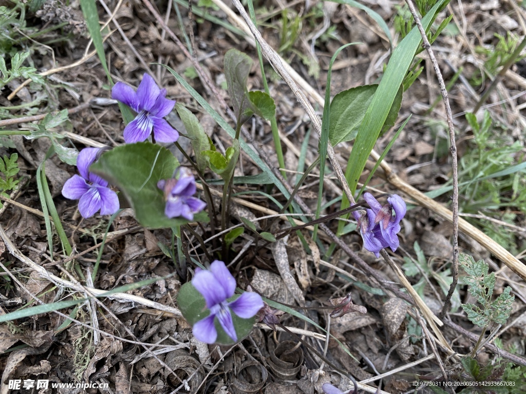 紫花地丁