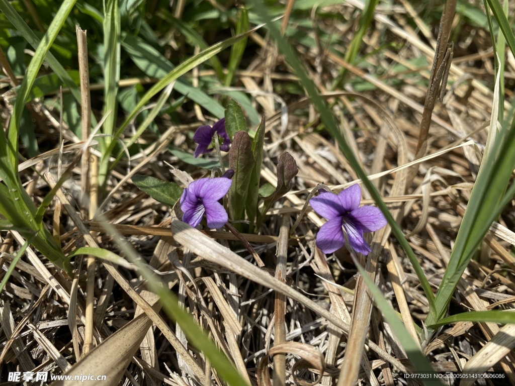 紫花地丁