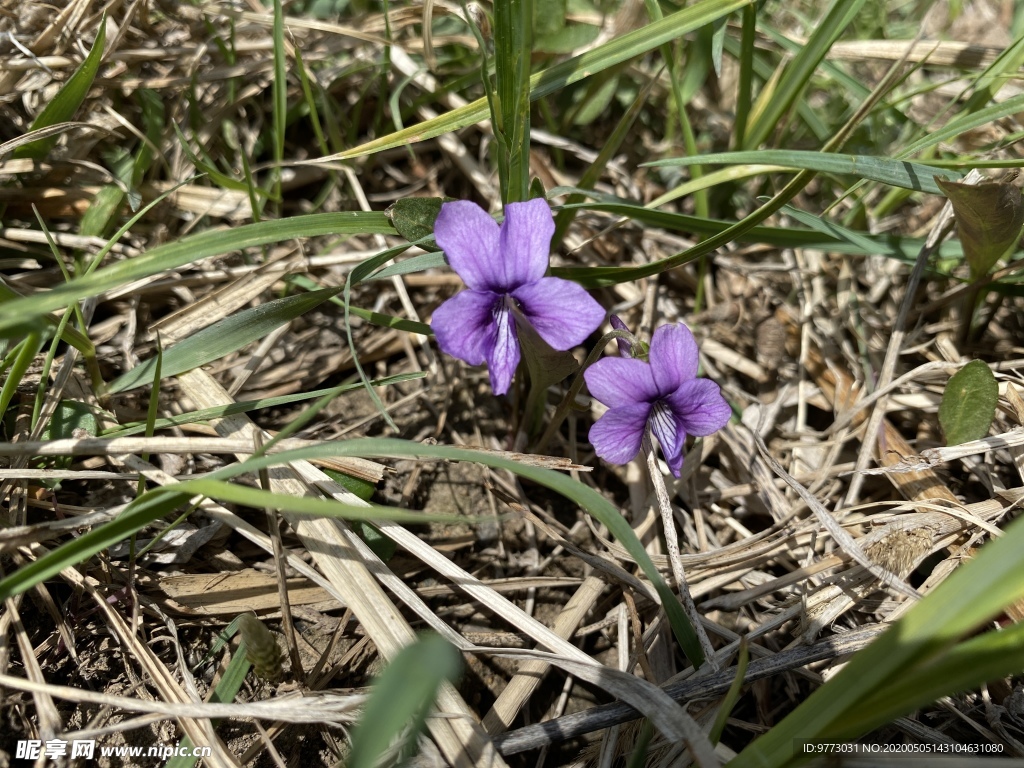 紫花地丁