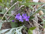 紫花地丁