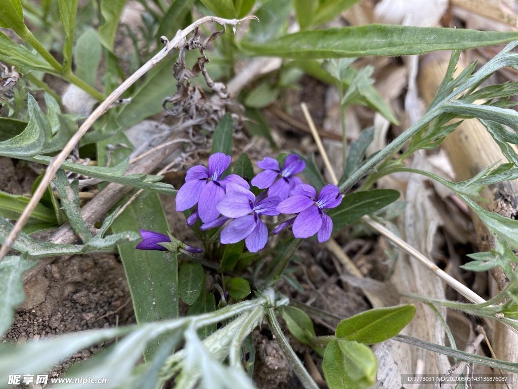 紫花地丁