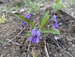 紫花地丁