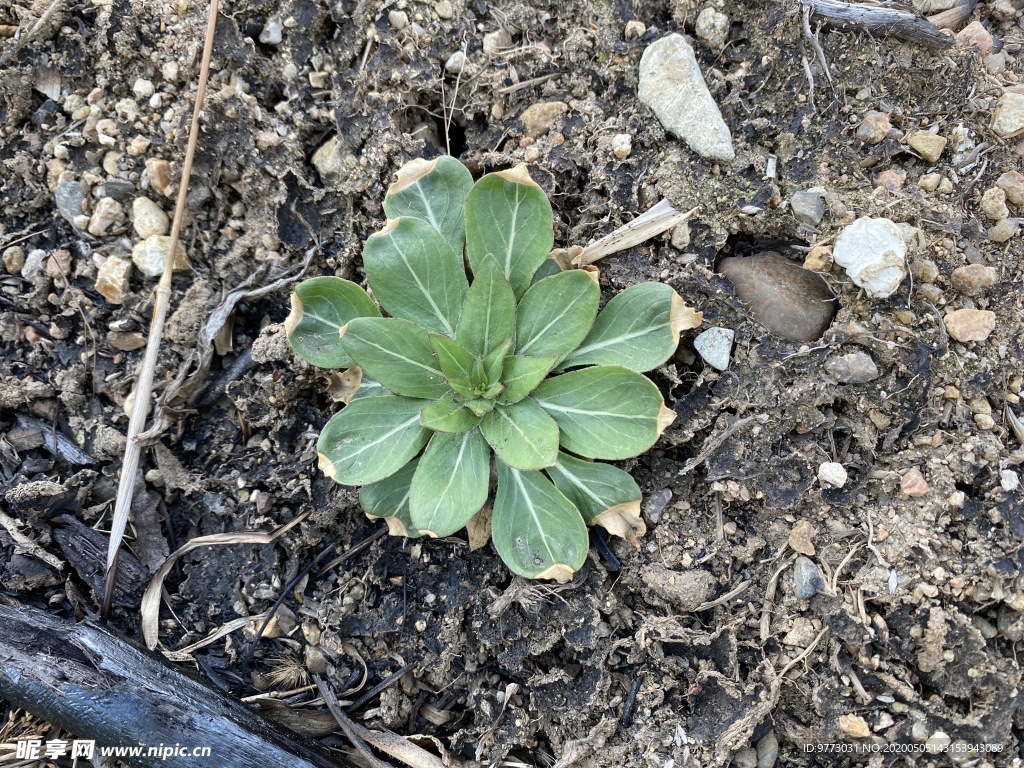 月见草