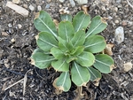 月见草