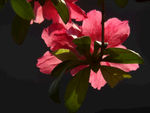杜鹃花