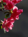 杜鹃花