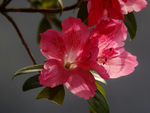 杜鹃花