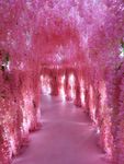 花的通道