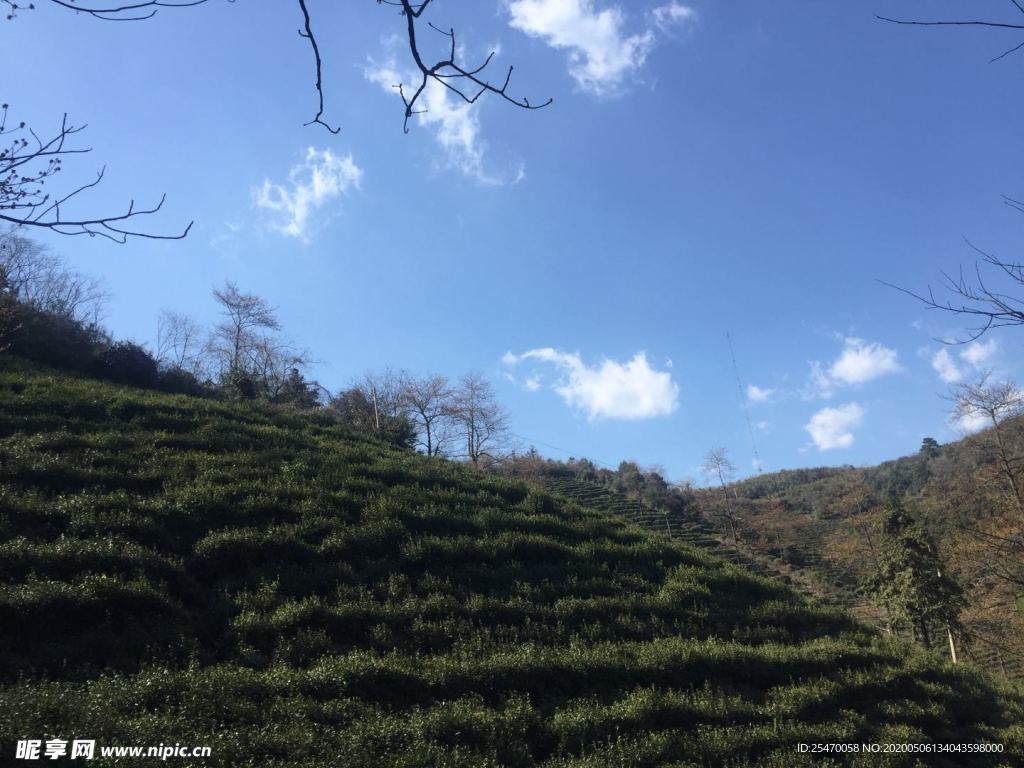 茶叶山