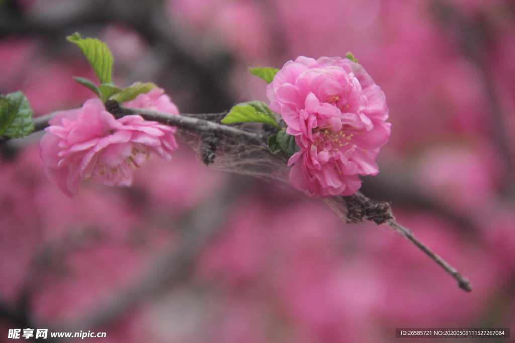 花