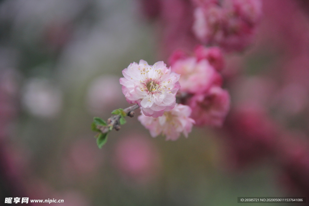 花
