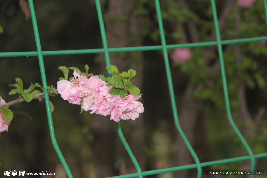 花