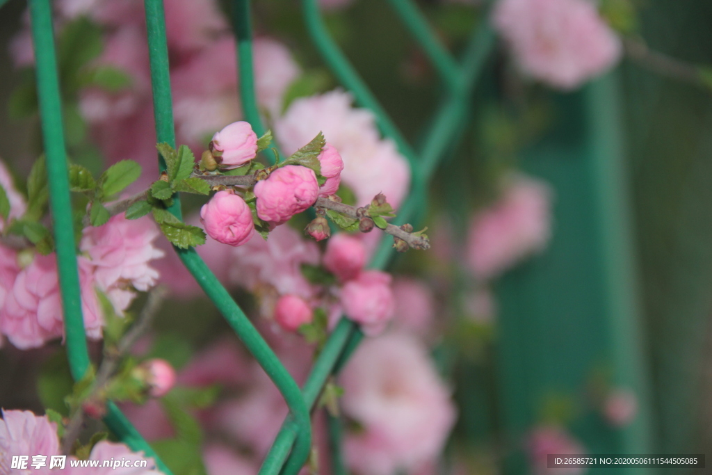 花